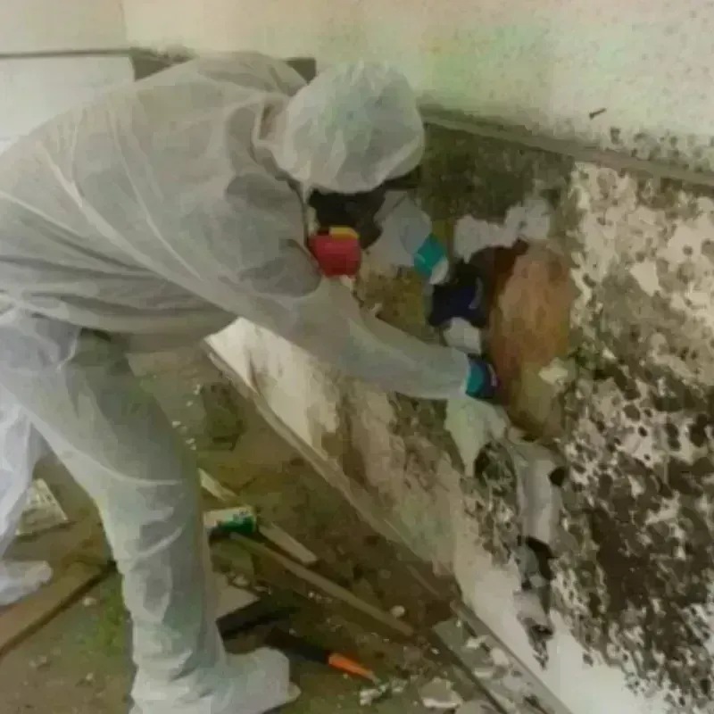 Mold Remediation and Removal in Nicholas County, KY